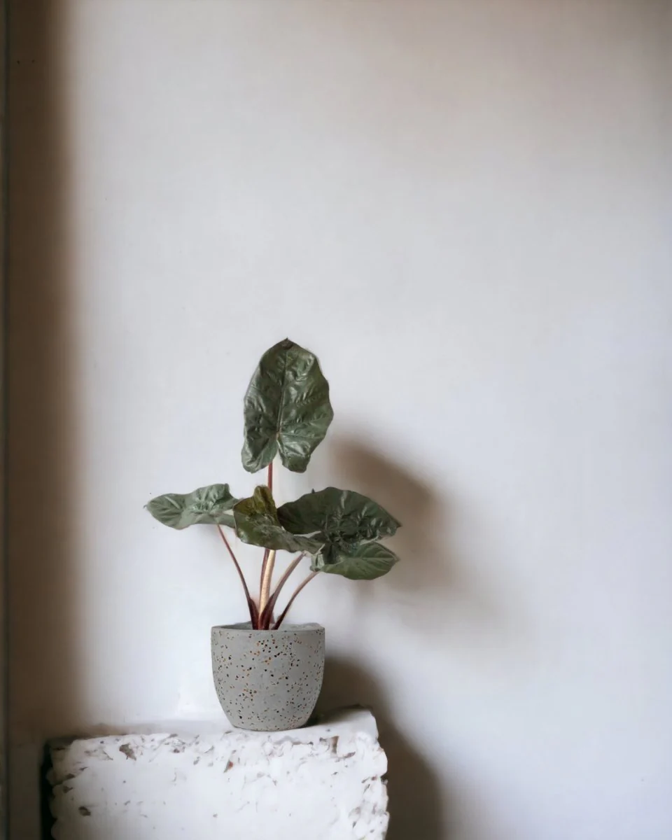 Alocasia 'Yucatan Princess' - Image 2