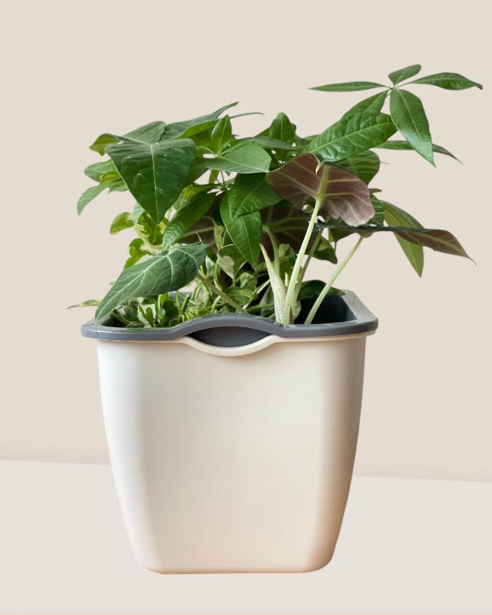 Ella Self Watering Planter - Image 3
