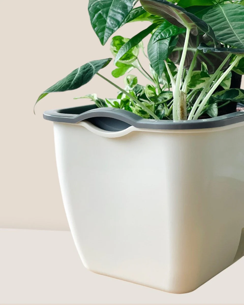 Ella Self Watering Planter - Image 4