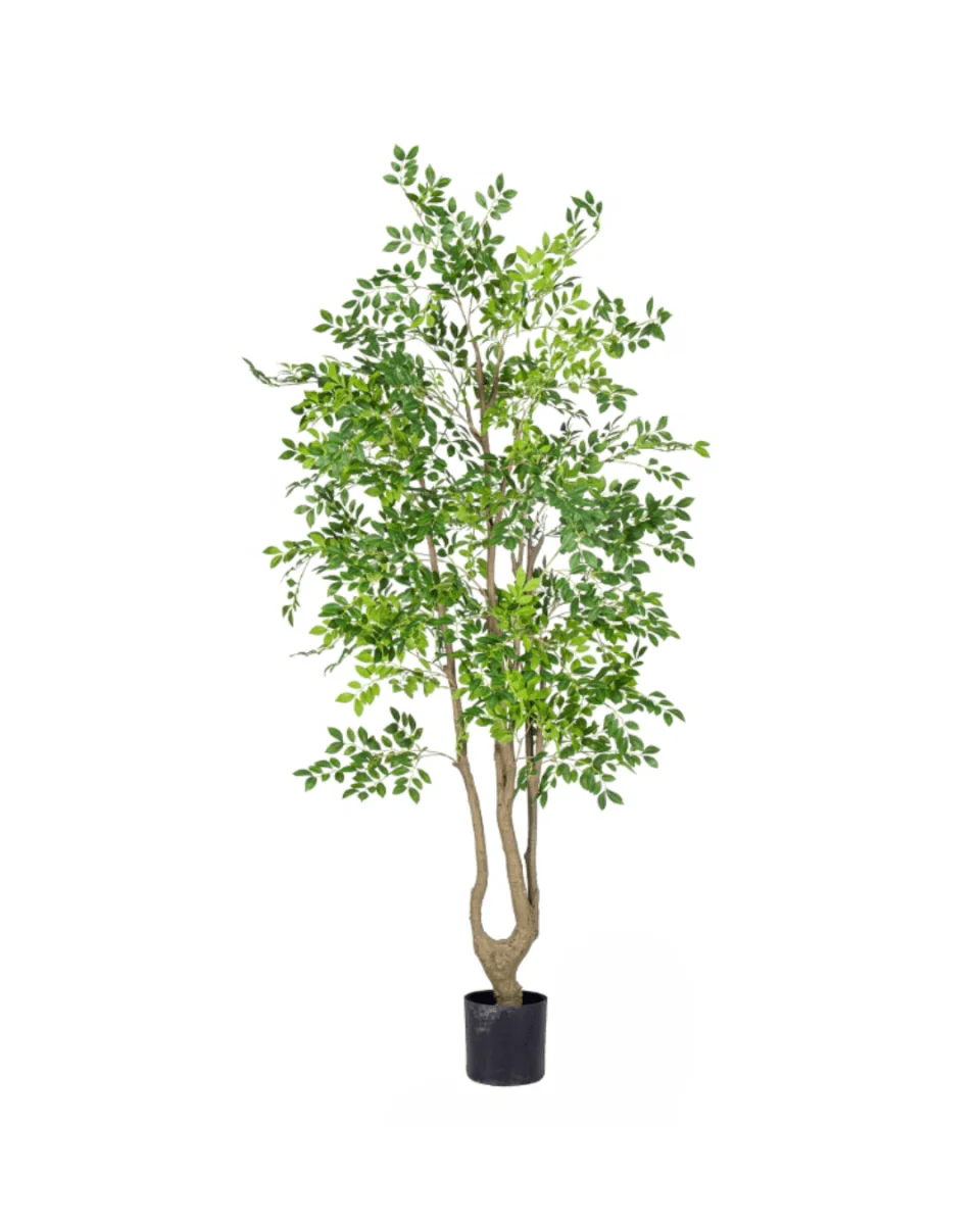Elm Money Tree (Life-like Artificial) - Image 15