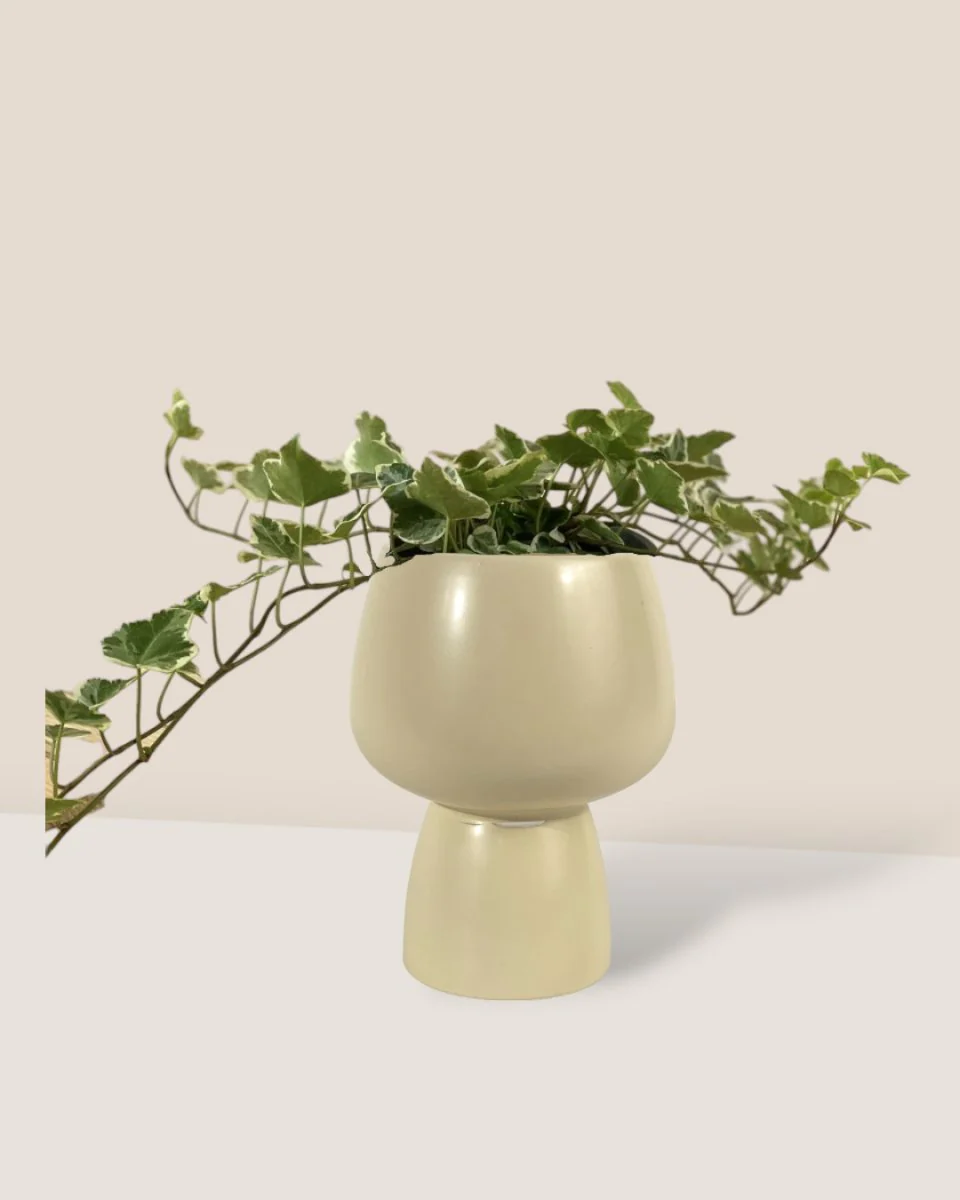 English Ivy Junior - Image 2