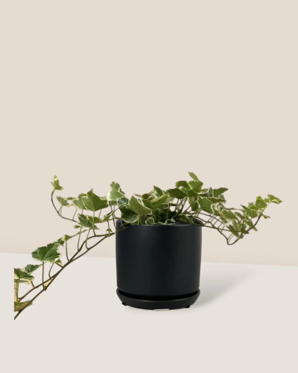 English Ivy Junior - Image 4