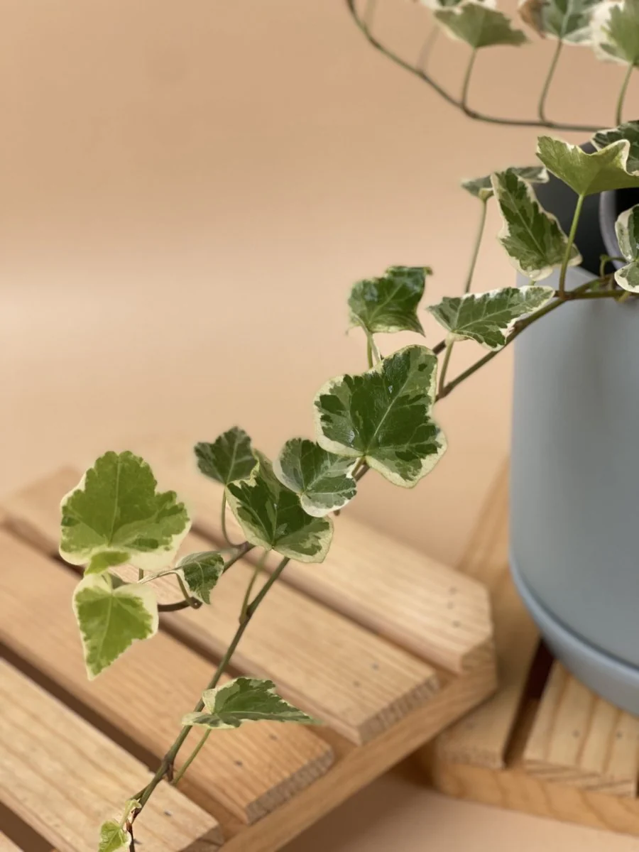 English Ivy Junior - Image 6