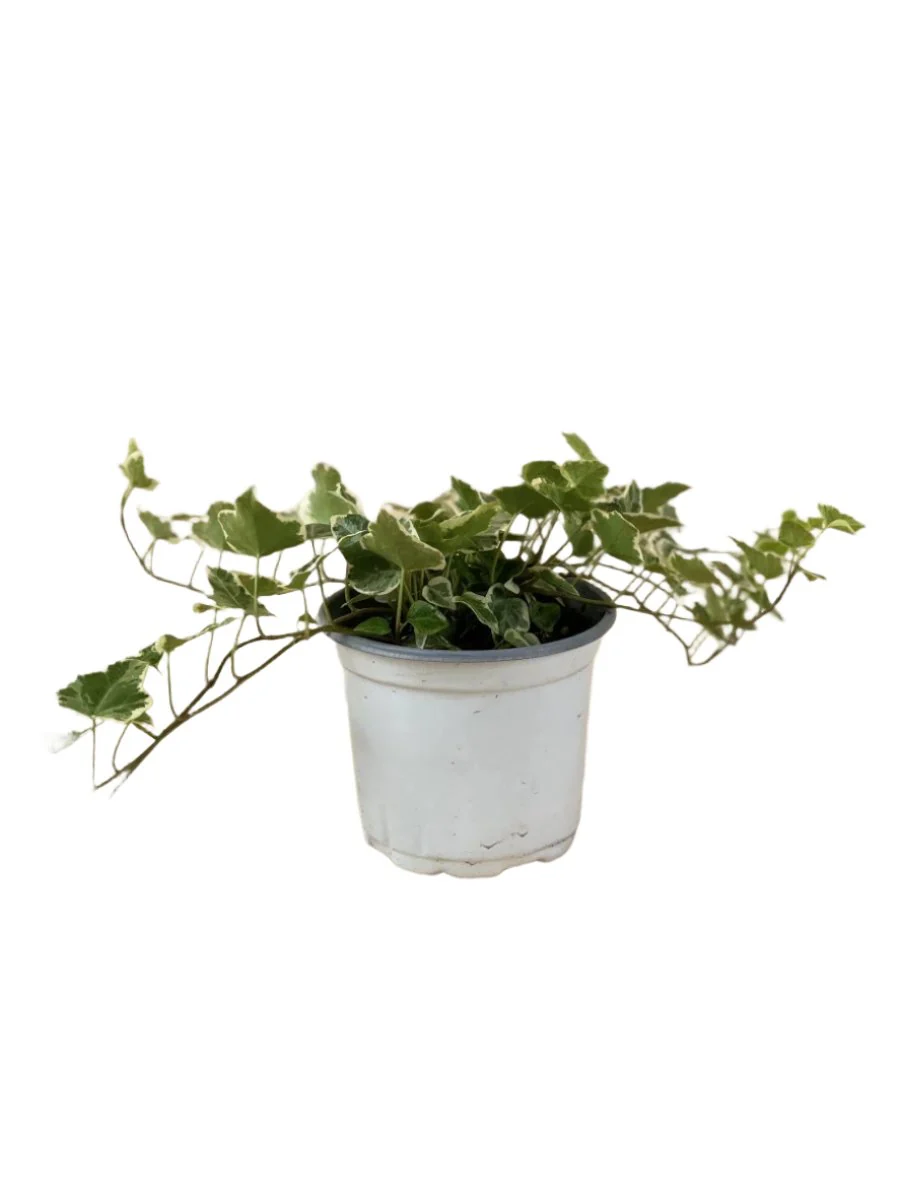English Ivy Junior - Image 8