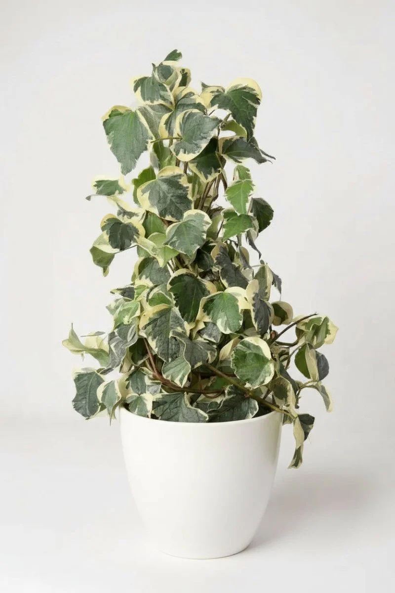 English Ivy Madagascar - Image 2