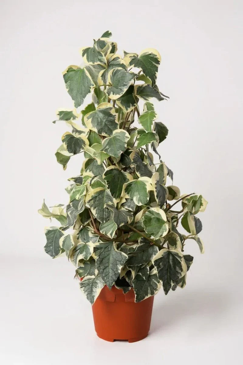 English Ivy Madagascar - Image 3