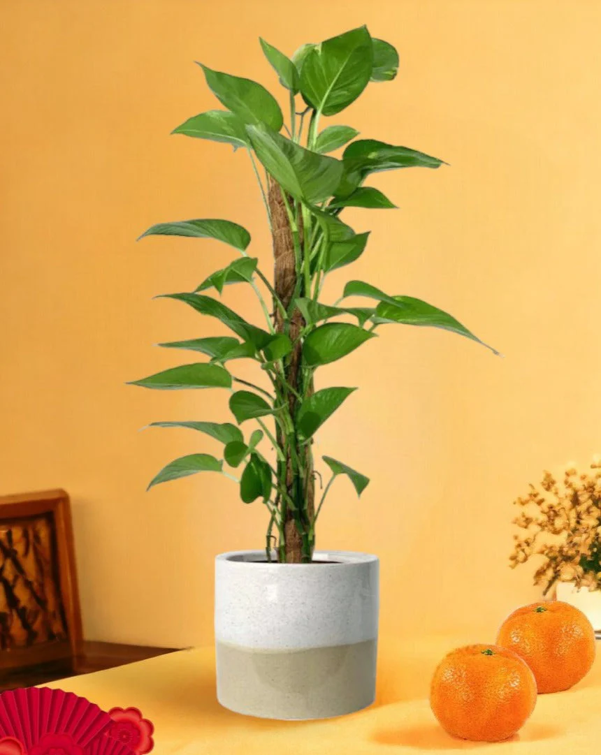 Epipremnum Aureum - Money Plant (Variegated) - Image 10