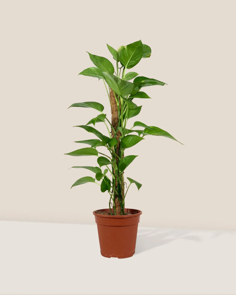 Epipremnum Aureum - Money Plant (Variegated) - Image 13