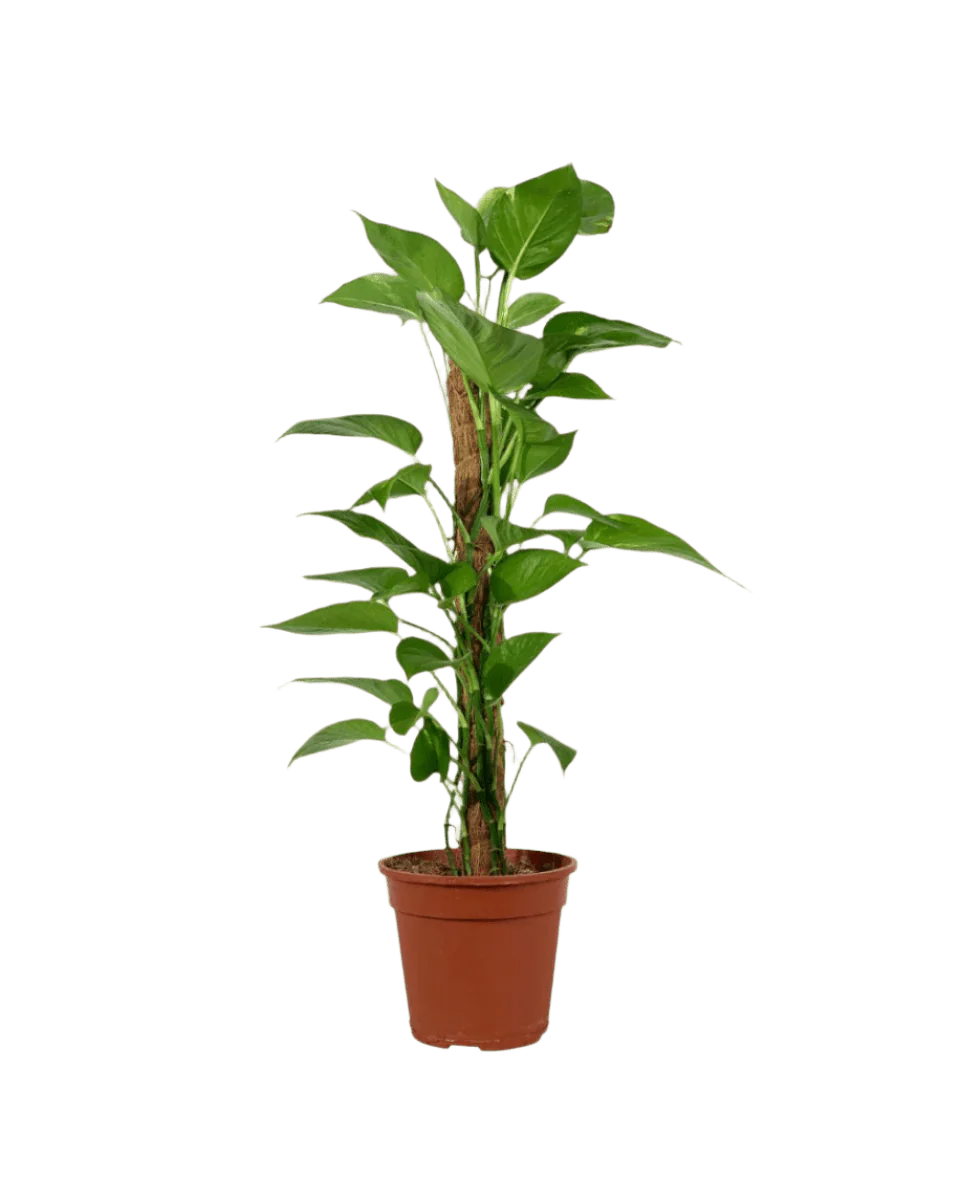 Epipremnum Aureum - Money Plant (Variegated) - Image 14