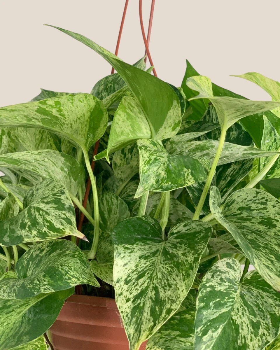 Epipremnum 'Marble Queen' - Image 6