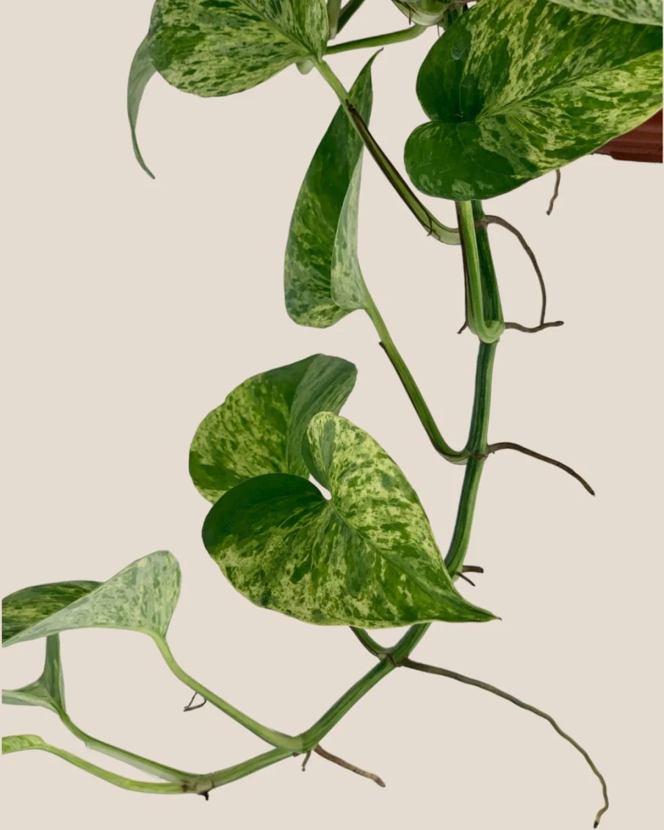 Epipremnum 'Marble Queen' - Image 7