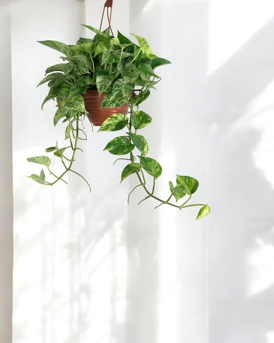 Epipremnum 'Marble Queen' - Image 8