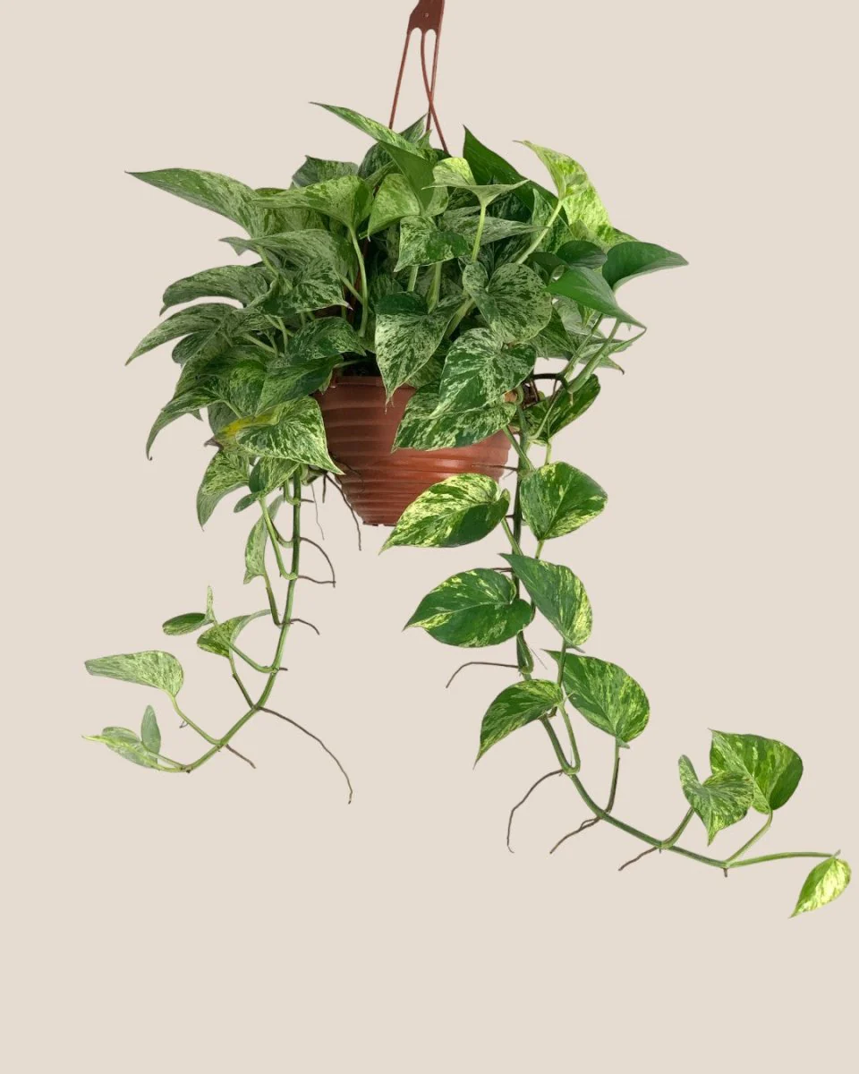 Epipremnum 'Marble Queen' - Image 9