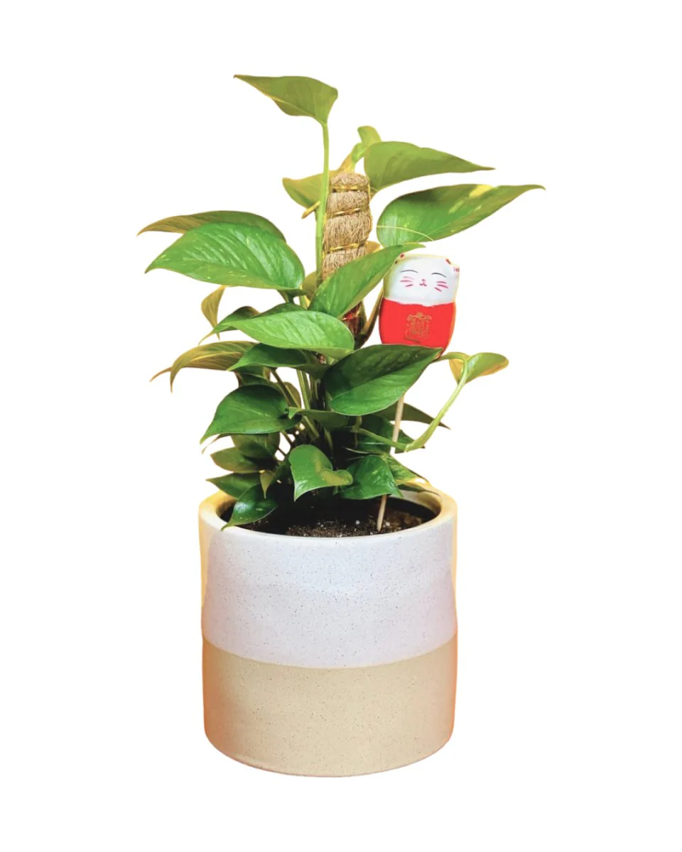 Epipremnum Money Plant (0.3m) - Image 8