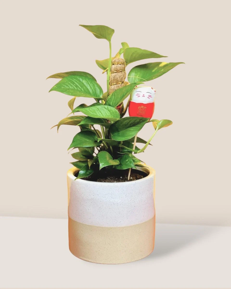 Epipremnum Money Plant (0.3m) - Image 9