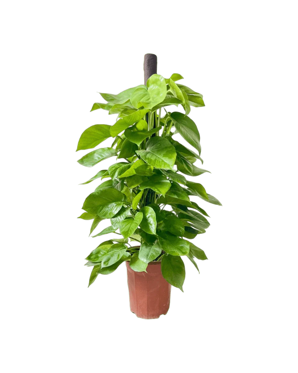 Epipremnum Money Plant - Tall - Image 10