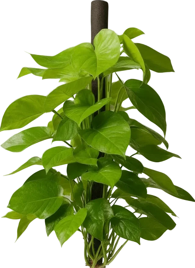 Epipremnum Money Plant - Tall - Image 11