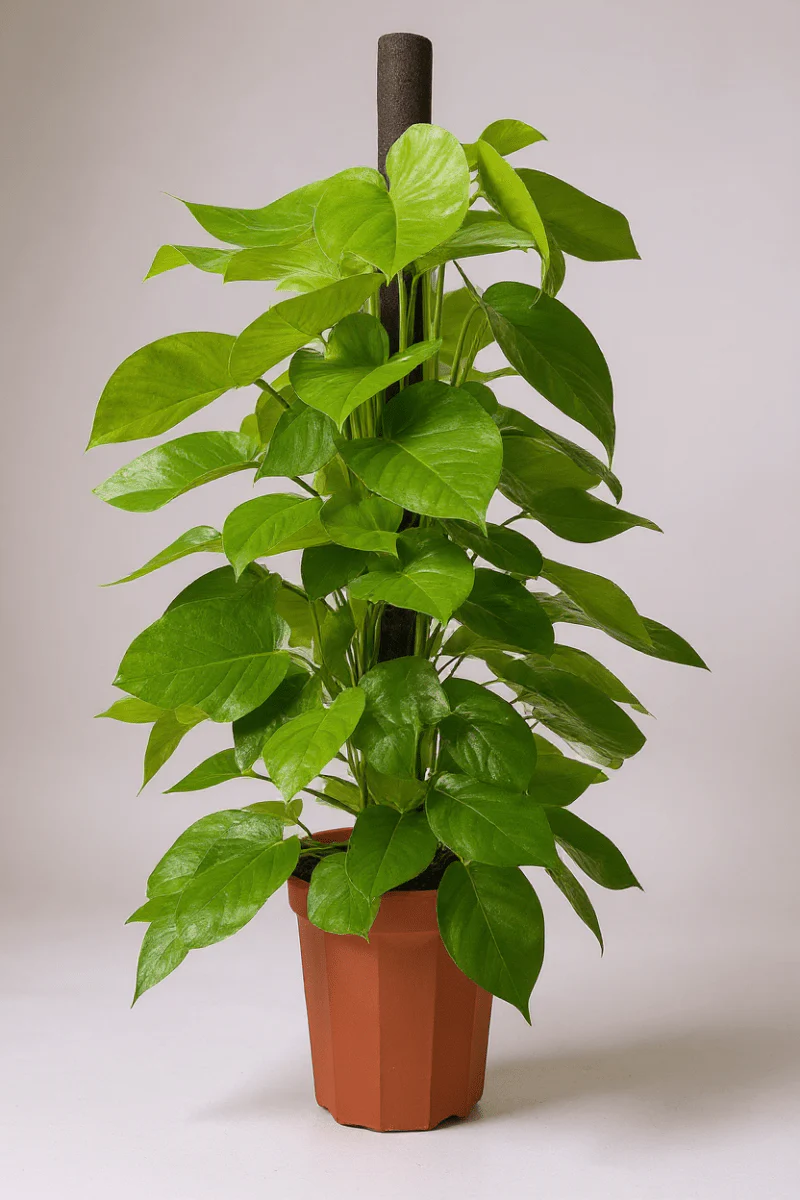 Epipremnum Money Plant - Tall - Image 7