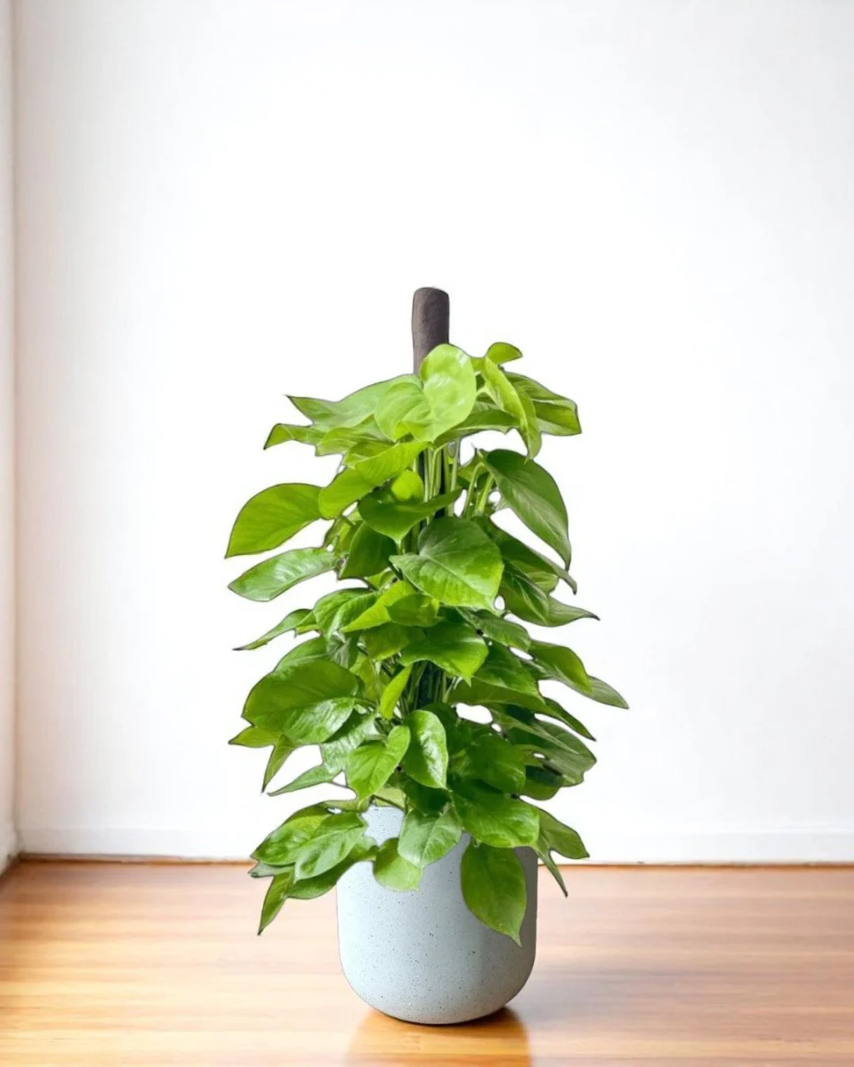 Epipremnum Money Plant - Tall - Image 9