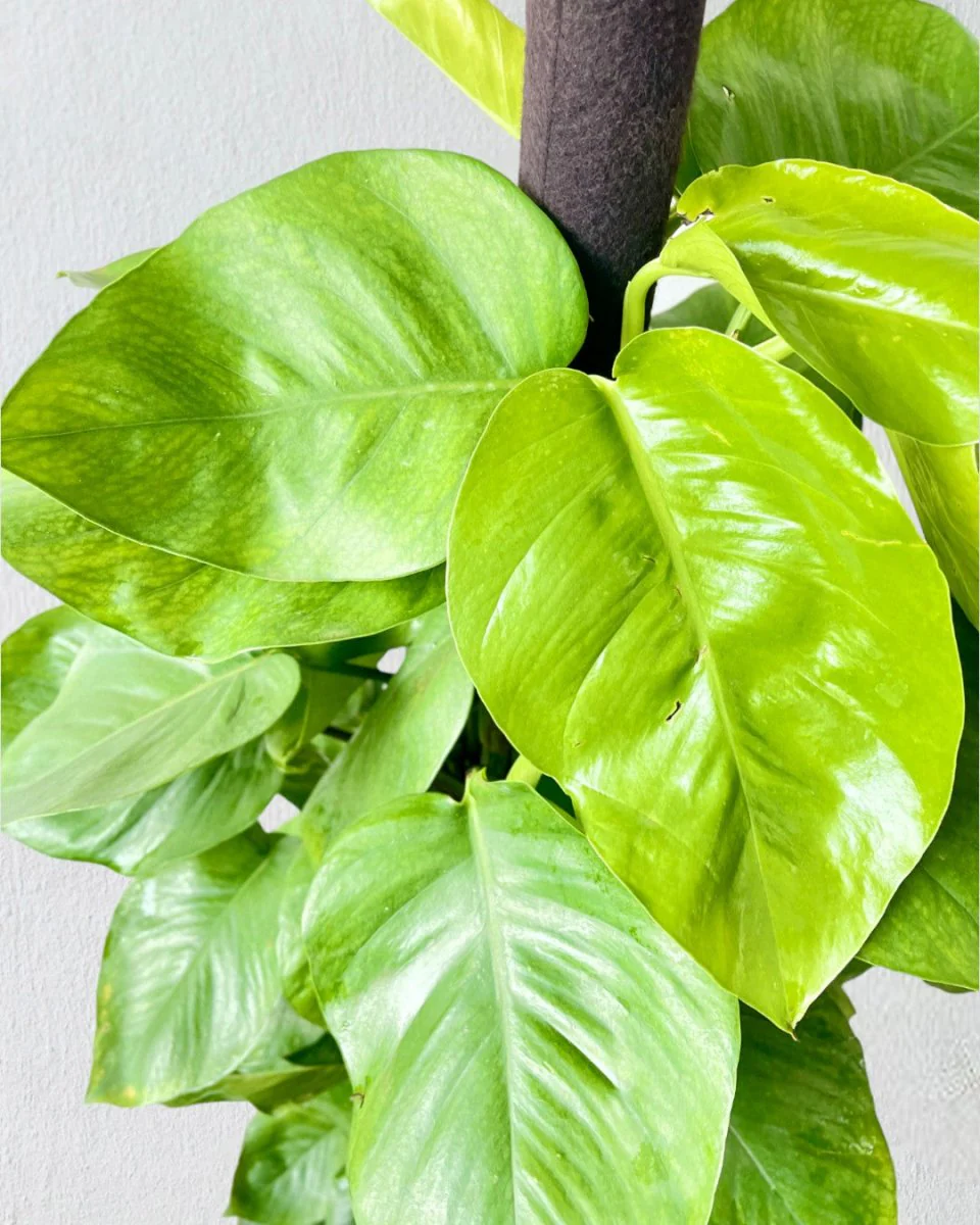 Epipremnum Money Plant - Standard - Image 2