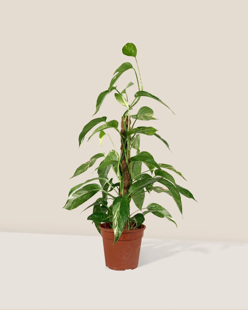 Epipremnum Pinnatum "Albo Variegata" - Image 10
