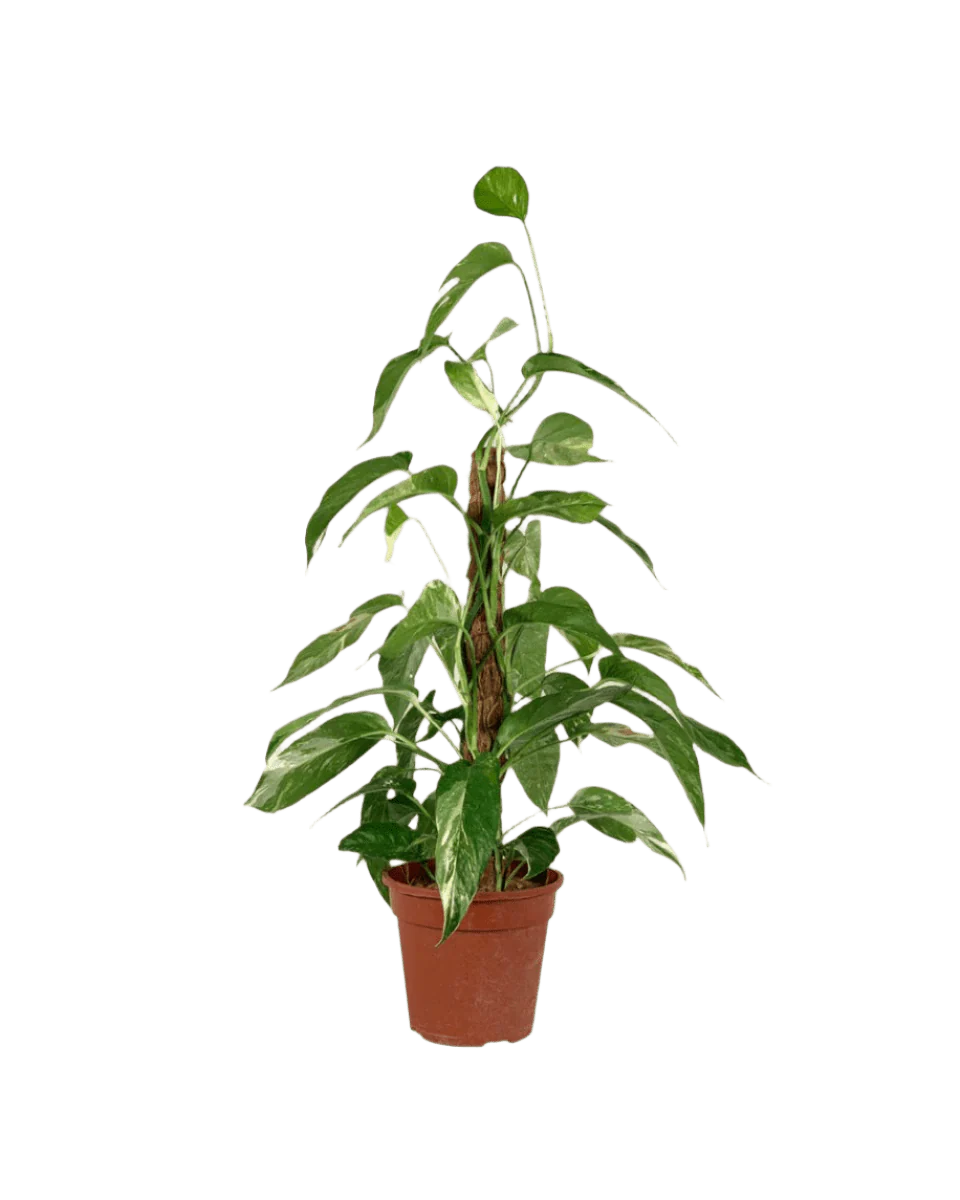 Epipremnum Pinnatum "Albo Variegata" - Image 11