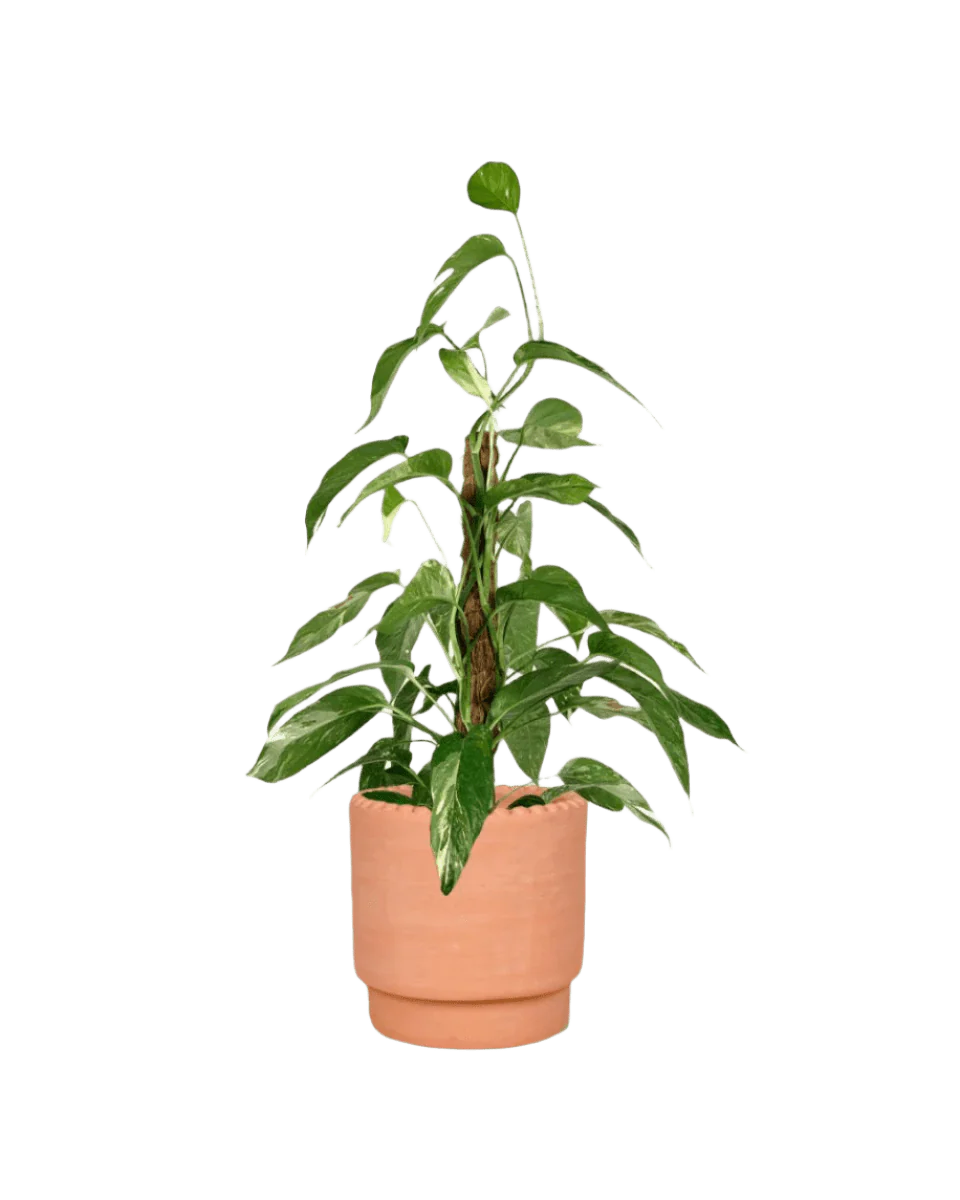 Epipremnum Pinnatum "Albo Variegata" - Image 12