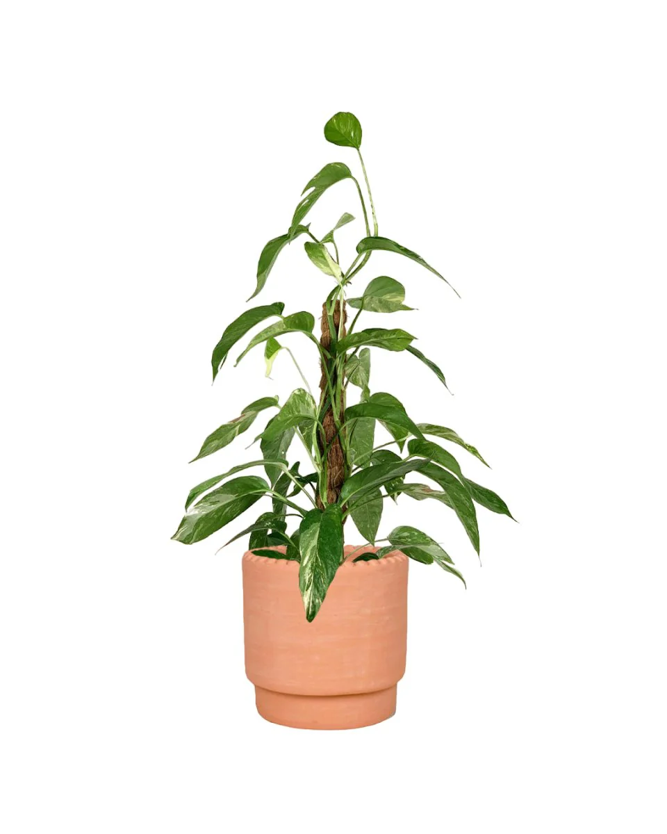 Epipremnum Pinnatum "Albo Variegata" - Image 6