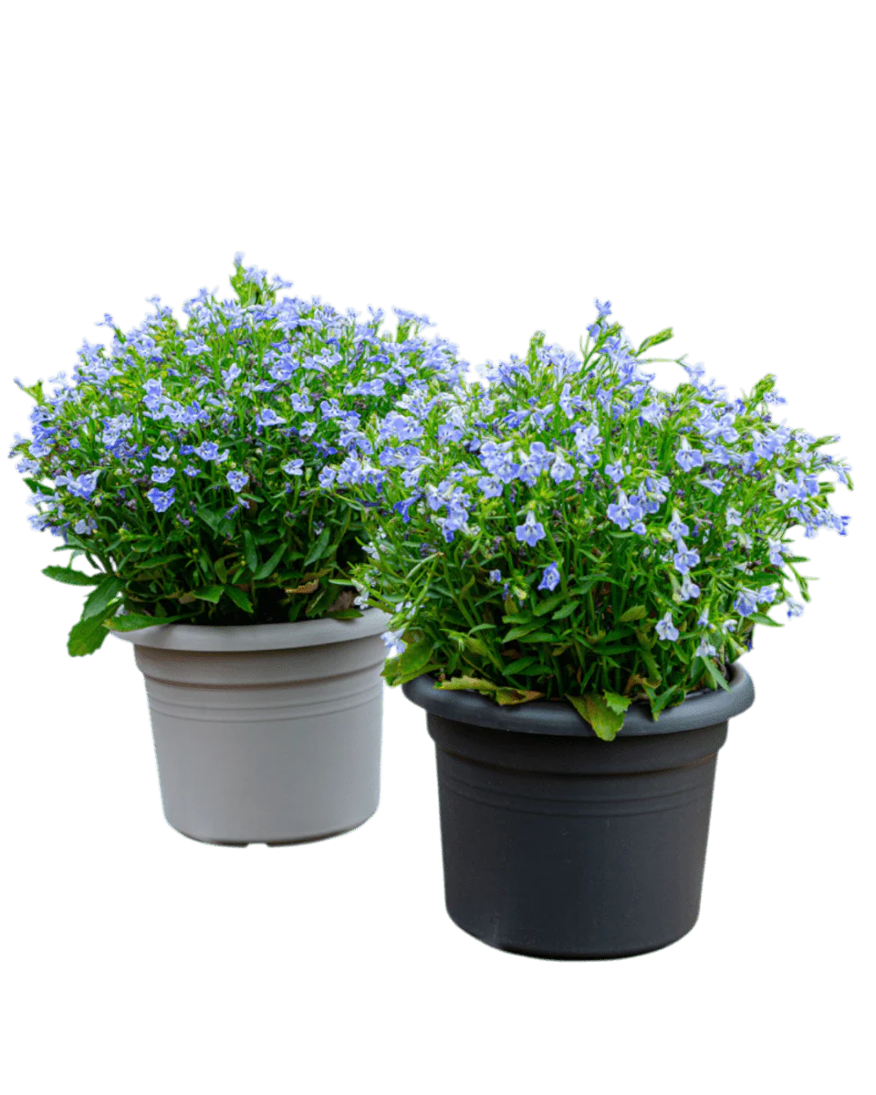 Essential Plastic Pot - Medium - Image 3