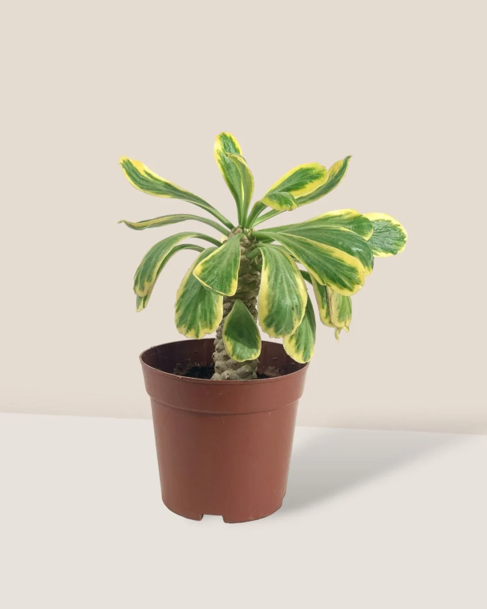 Euphorbia Poissonii - Image 10
