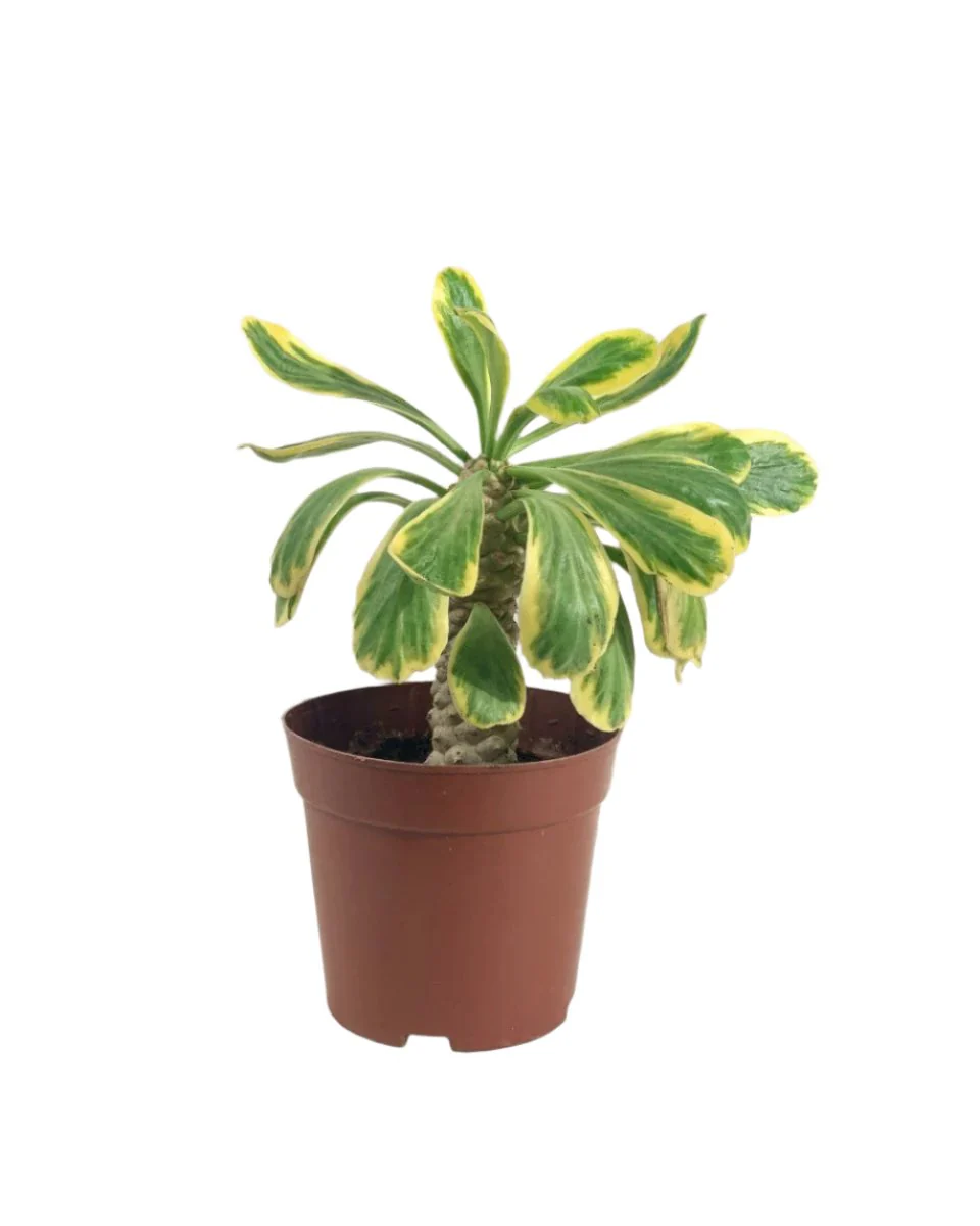 Euphorbia Poissonii - Image 12