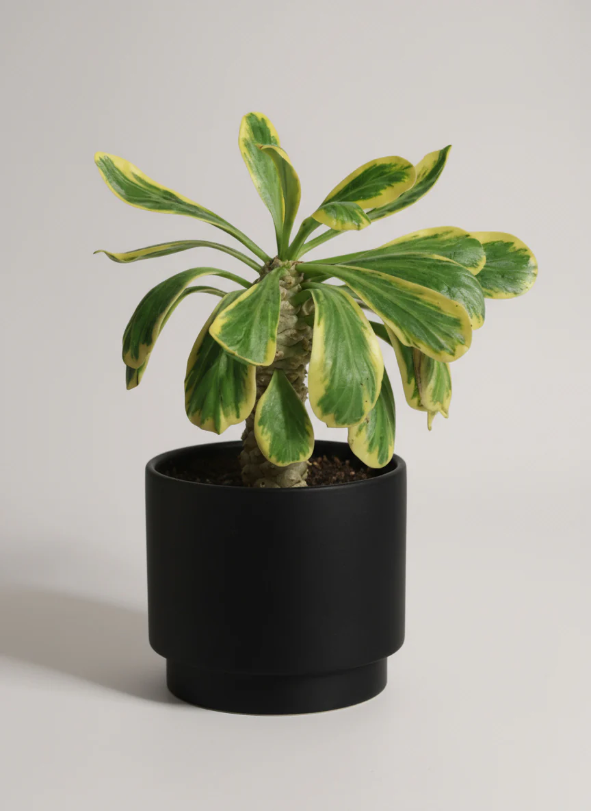 Euphorbia Poissonii - Image 4