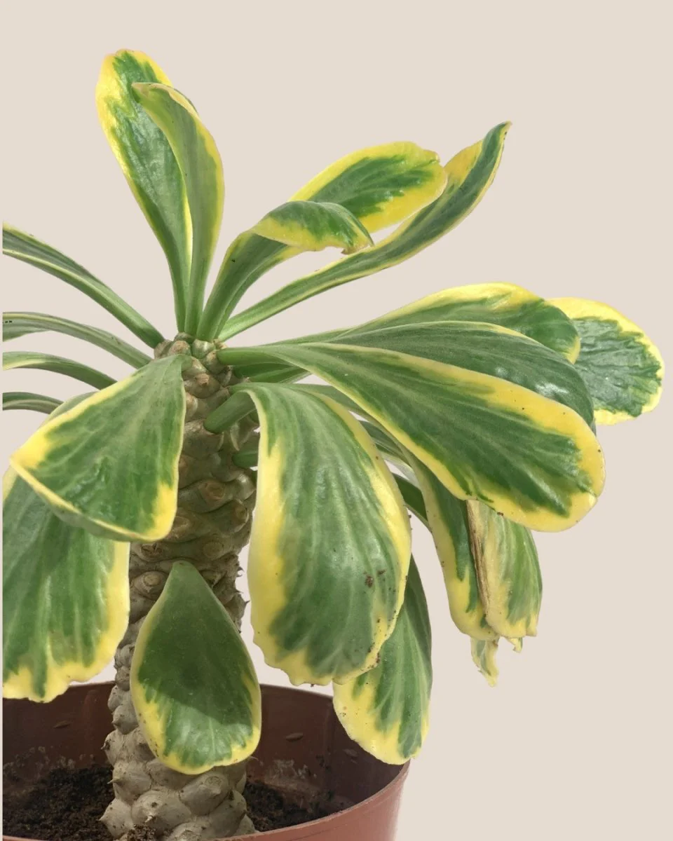 Euphorbia Poissonii - Image 6