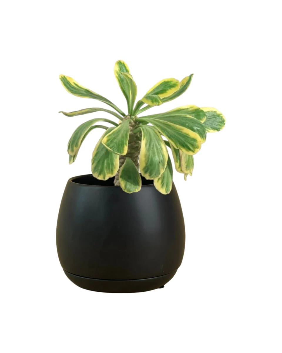 Euphorbia Poissonii - Image 8