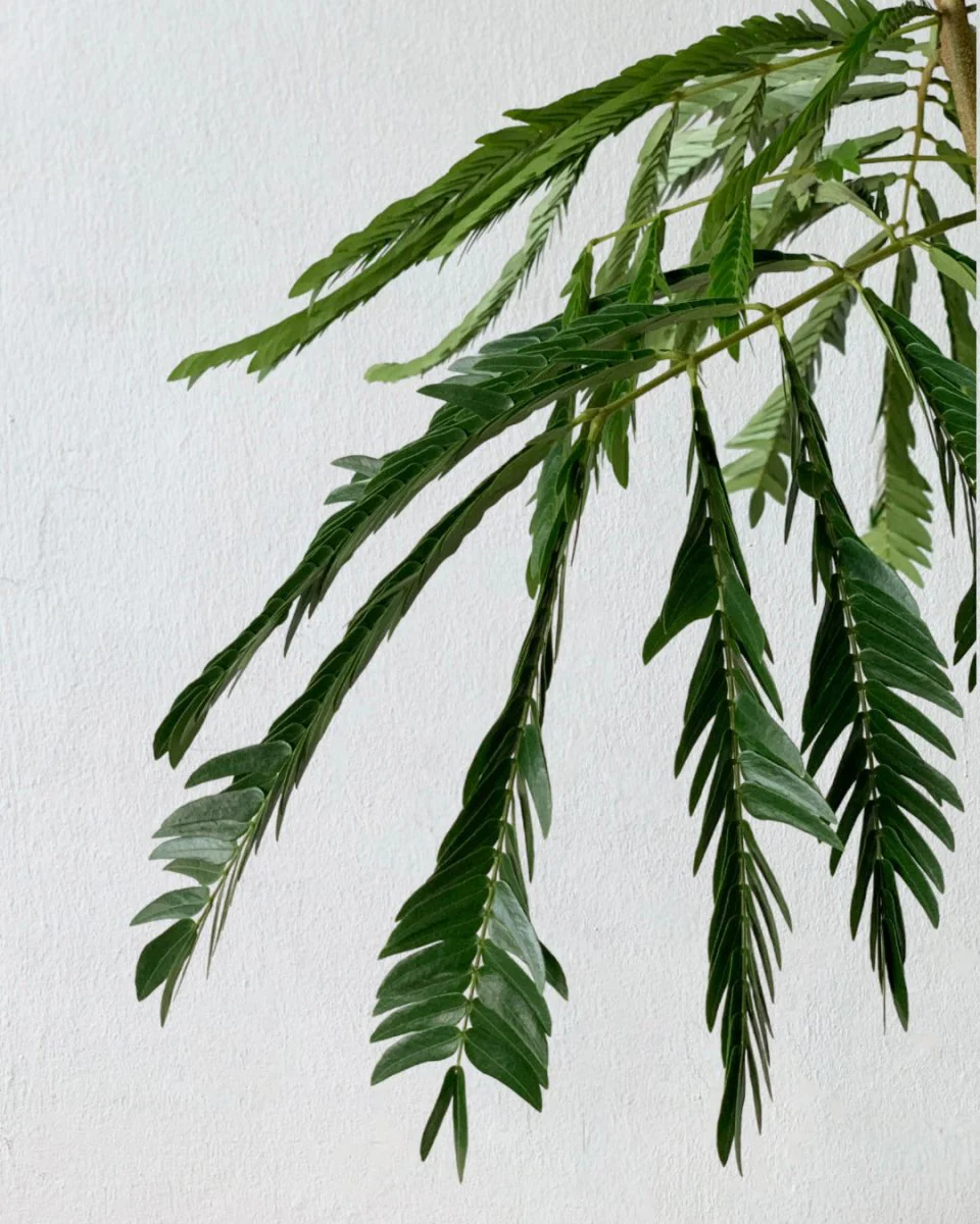Everfresh Tree (Japan) Junior - Image 4