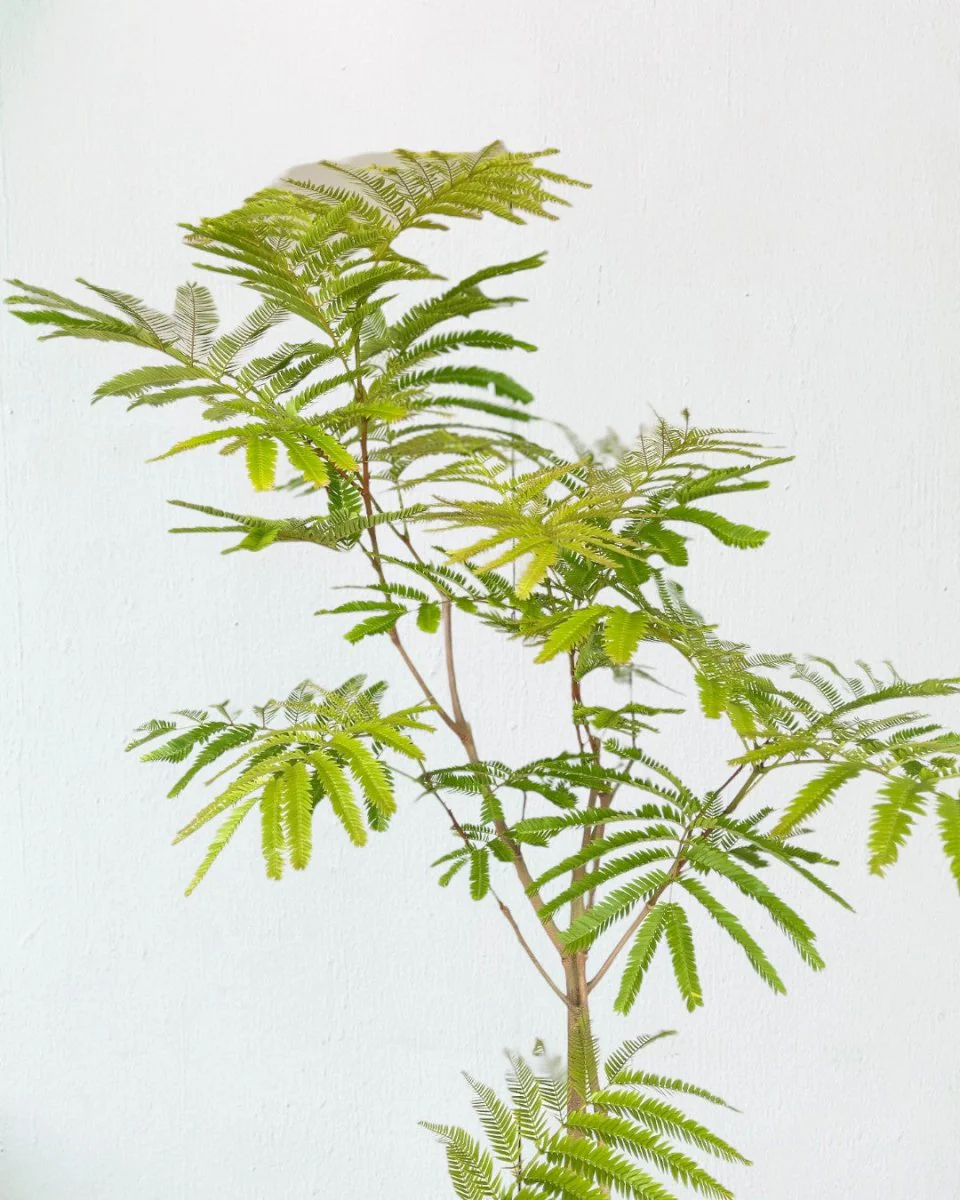 Everfresh Tree (Japan) Standard - Image 8