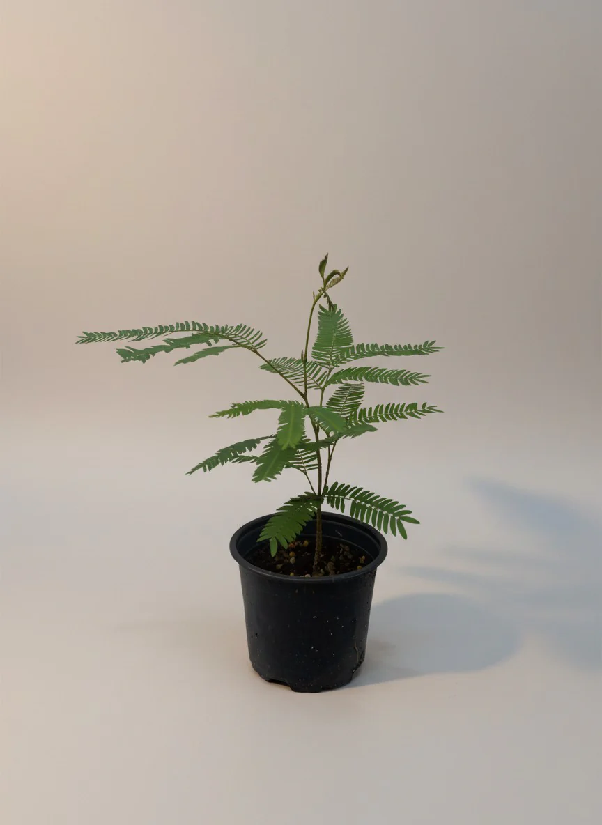 Everfresh Baby Tree - Pithecellobium Confertum (Japan)