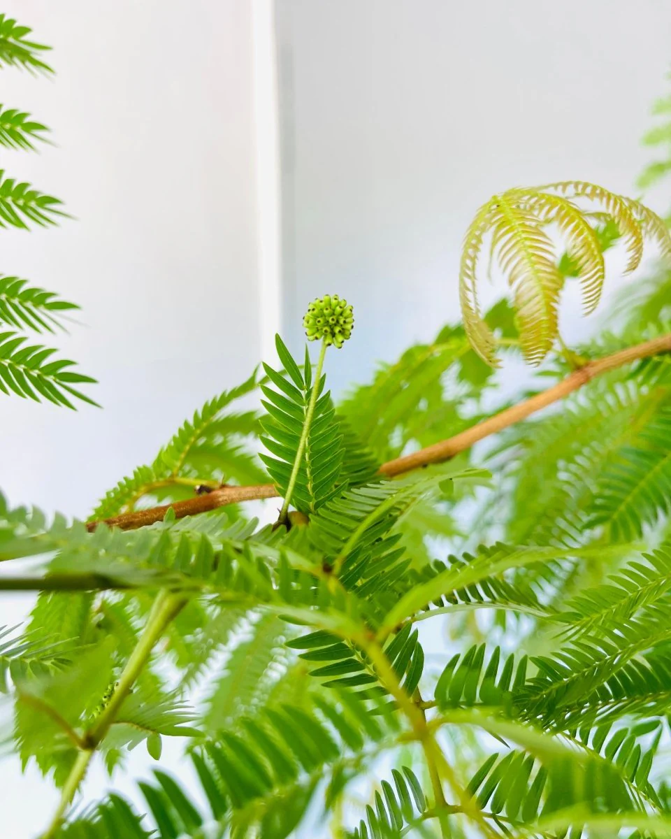 Everfresh Tree (Japan) XL/XXL - Image 10