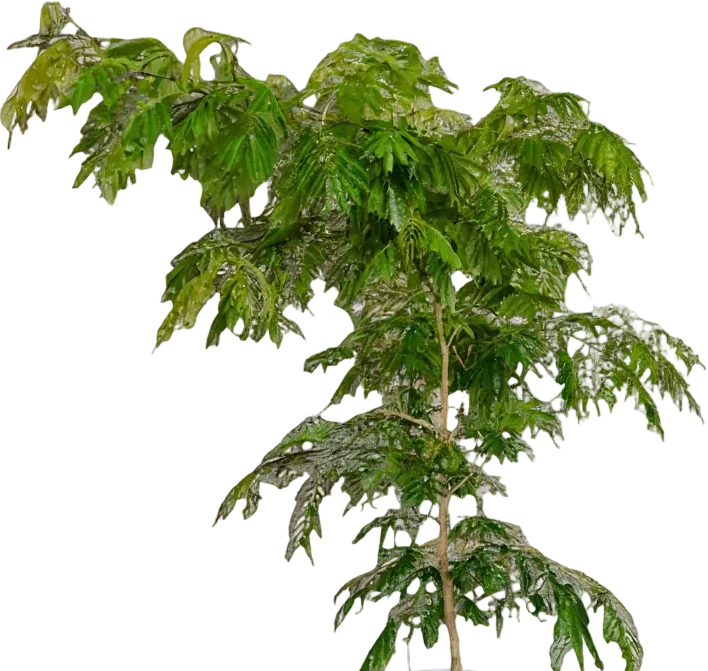 Everfresh Tree (Japan) XL/XXL - Image 15