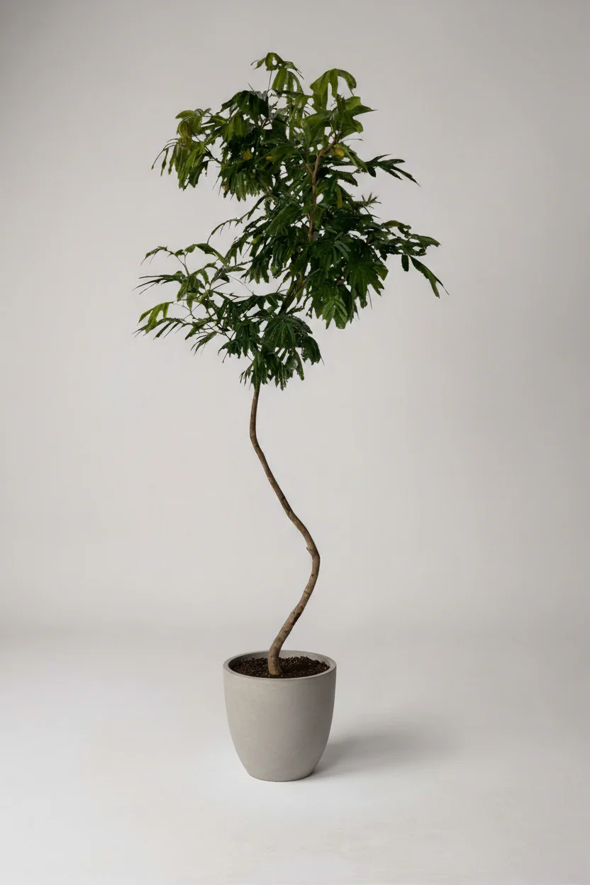 Everfresh Tree (Japan) XL/XXL - Image 3