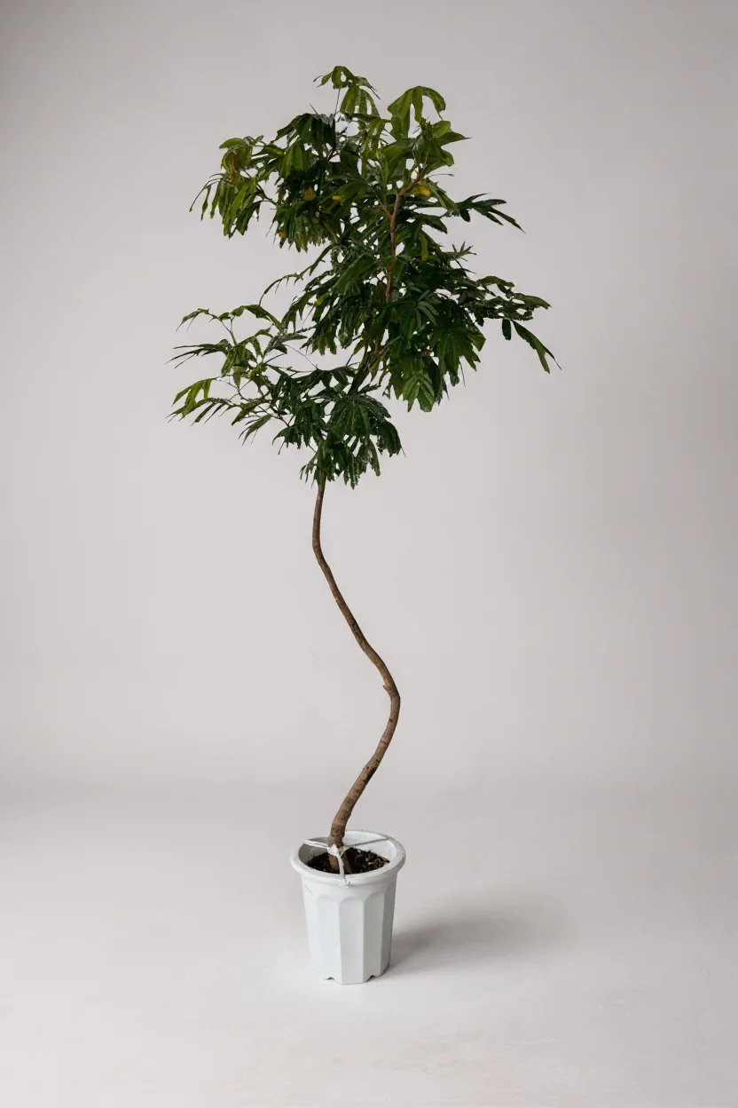 Everfresh Tree (Japan) XL/XXL - Image 4