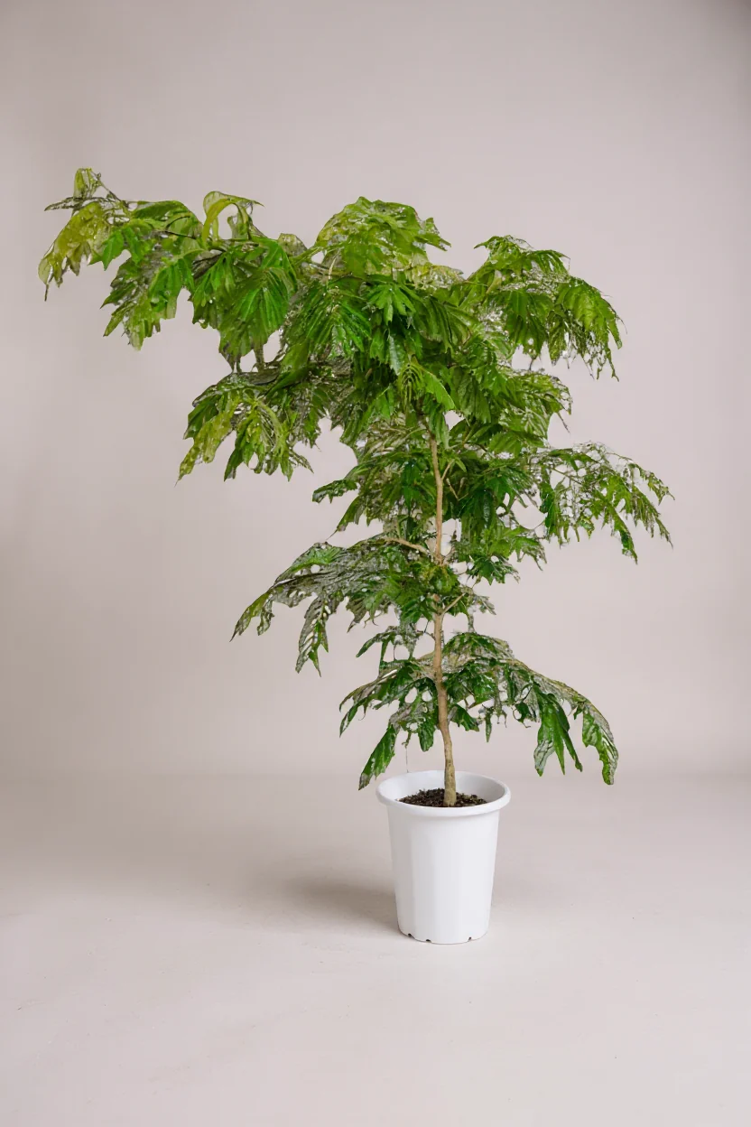Everfresh Tree (Japan) XL/XXL - Image 5