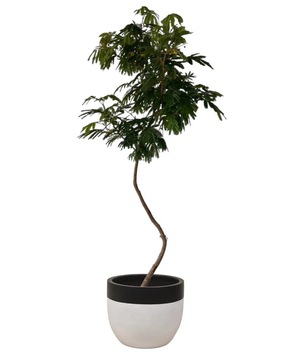 Everfresh Tree (Japan) XL/XXL - Image 6