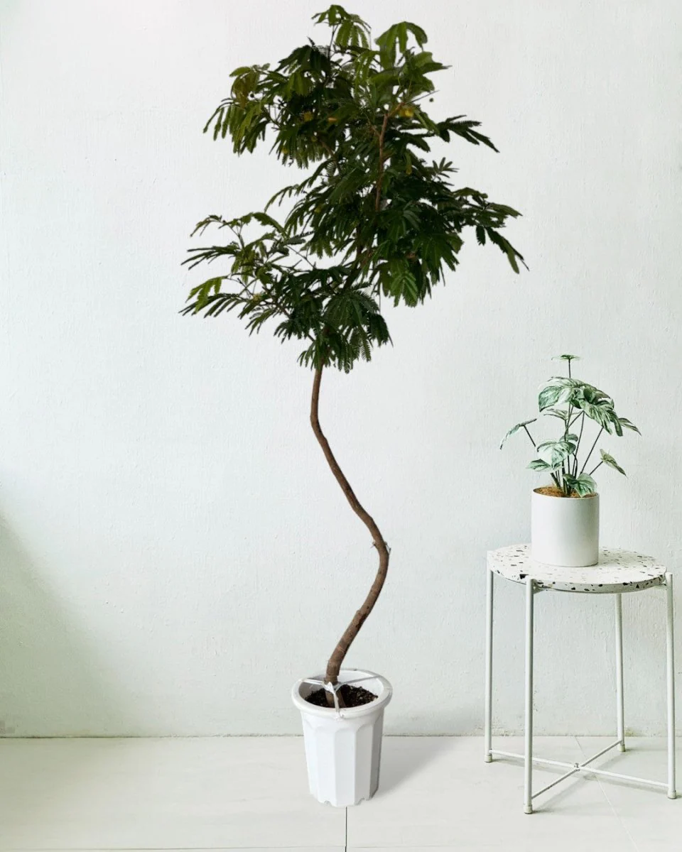 Everfresh Tree (Japan) XL/XXL - Image 7