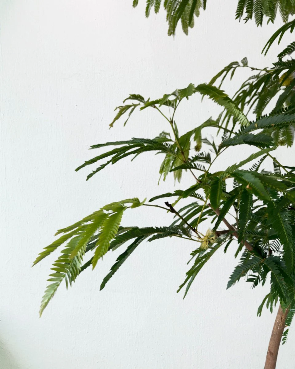 Everfresh Tree (Japan) XL/XXL - Image 8