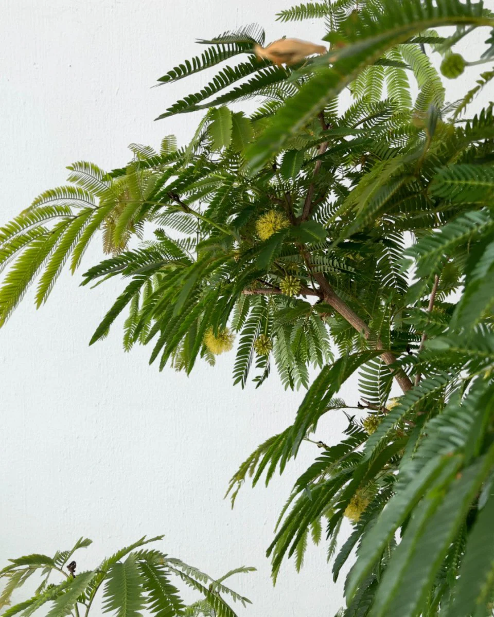 Everfresh Tree (Japan) XL/XXL - Image 9