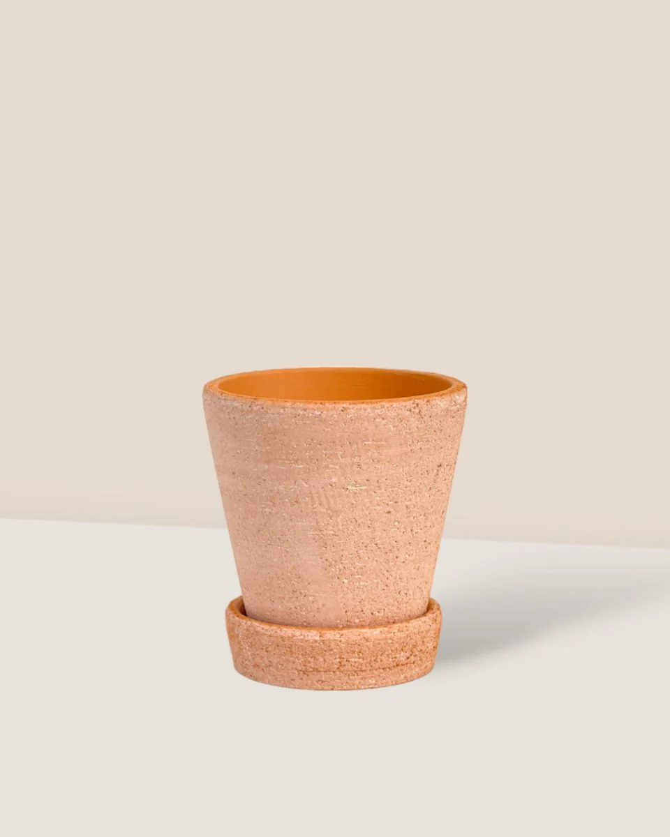 Terracotta Pot with Tray - XS - Image 5