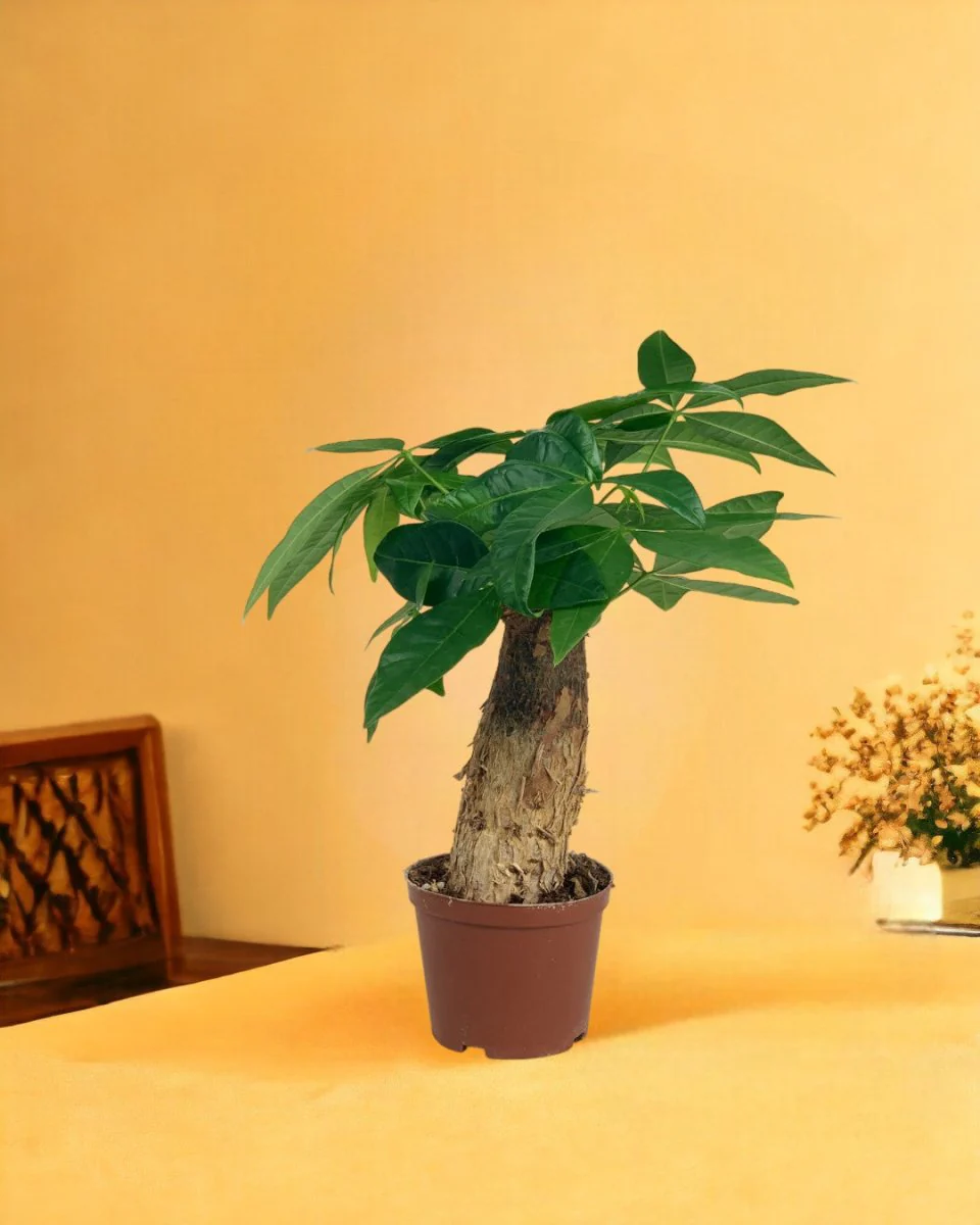 Money Tree Fat Baby - Image 10