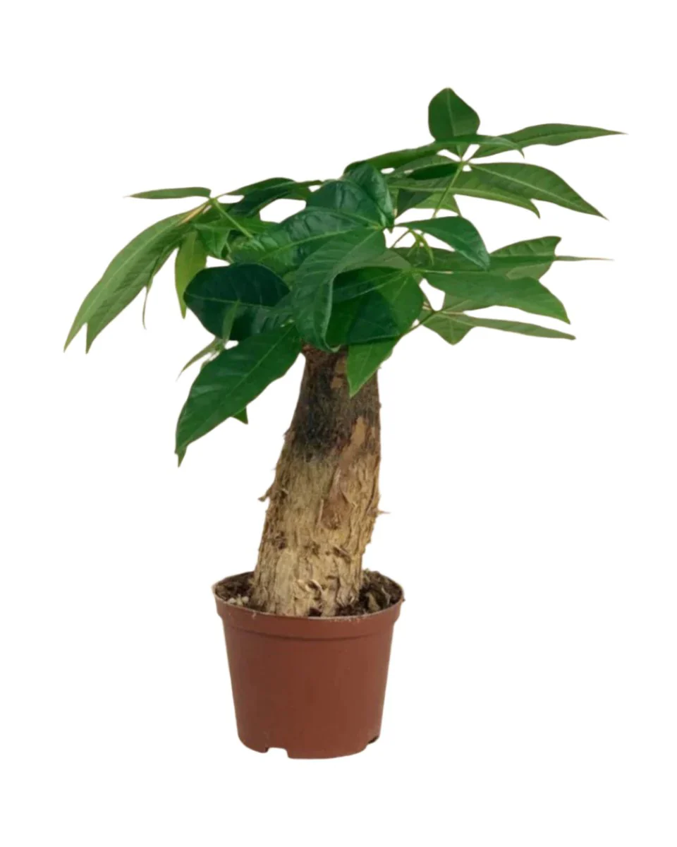 Money Tree Fat Baby - Image 11