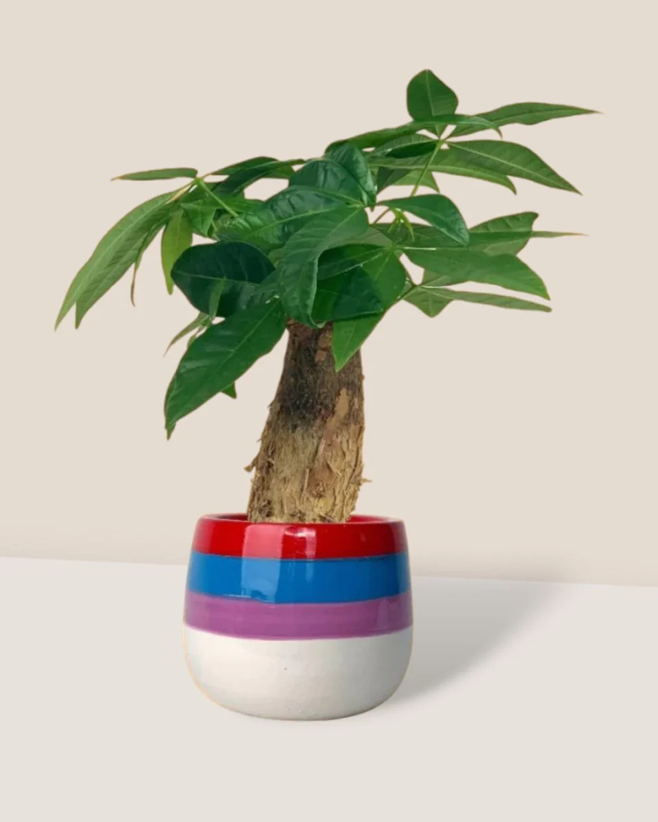 Money Tree Fat Baby - Image 3